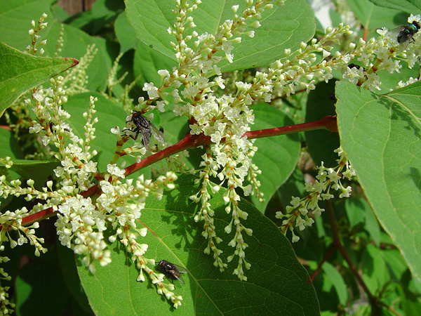 cong-dung-va-ung-dung-re-cay-cot-khi-cu

